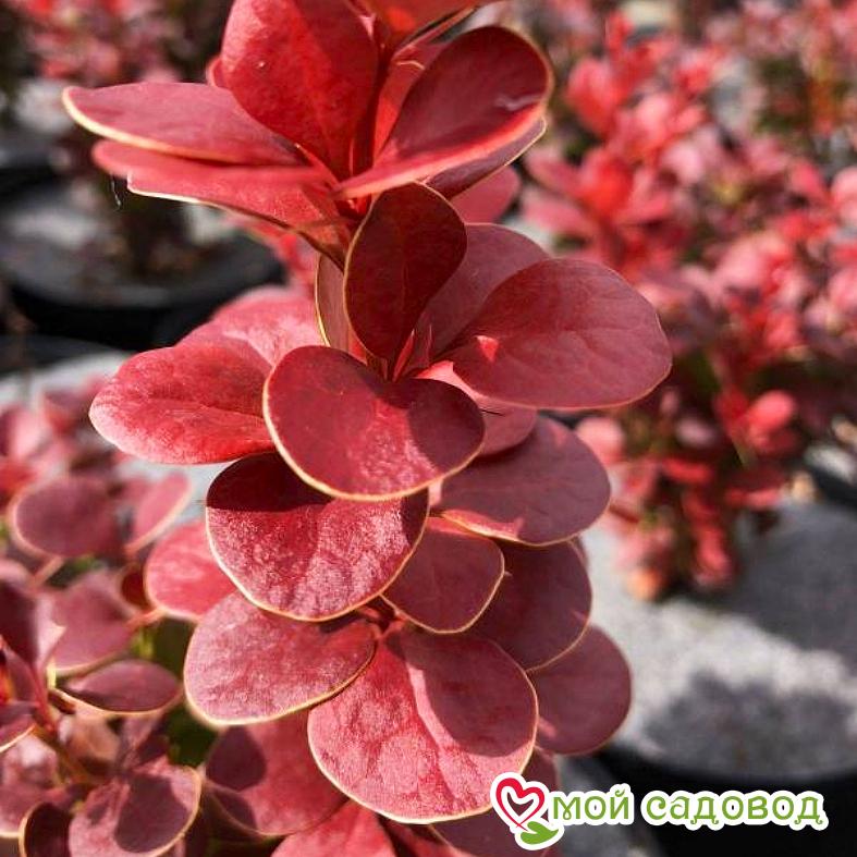 Барбарис Тунберга "Флоренс"