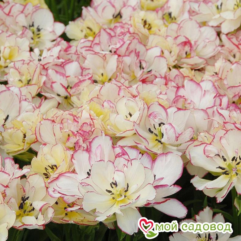 Тюльпан махровый Белиция