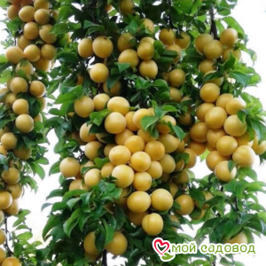 Абрикос Золотая Заря